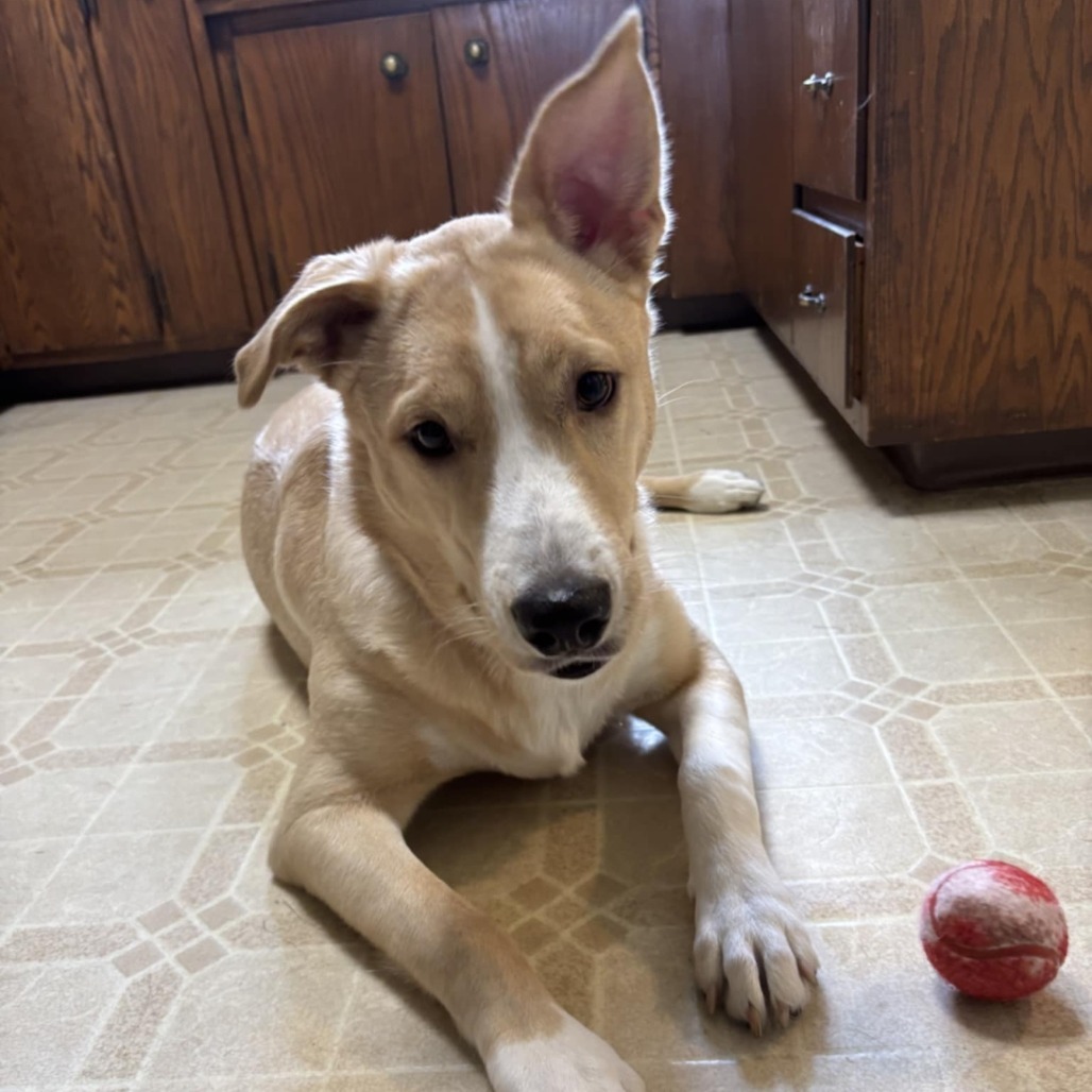 Lucy, an adoptable Cattle Dog, Yellow Labrador Retriever in Cloquet, MN, 55720 | Photo Image 8