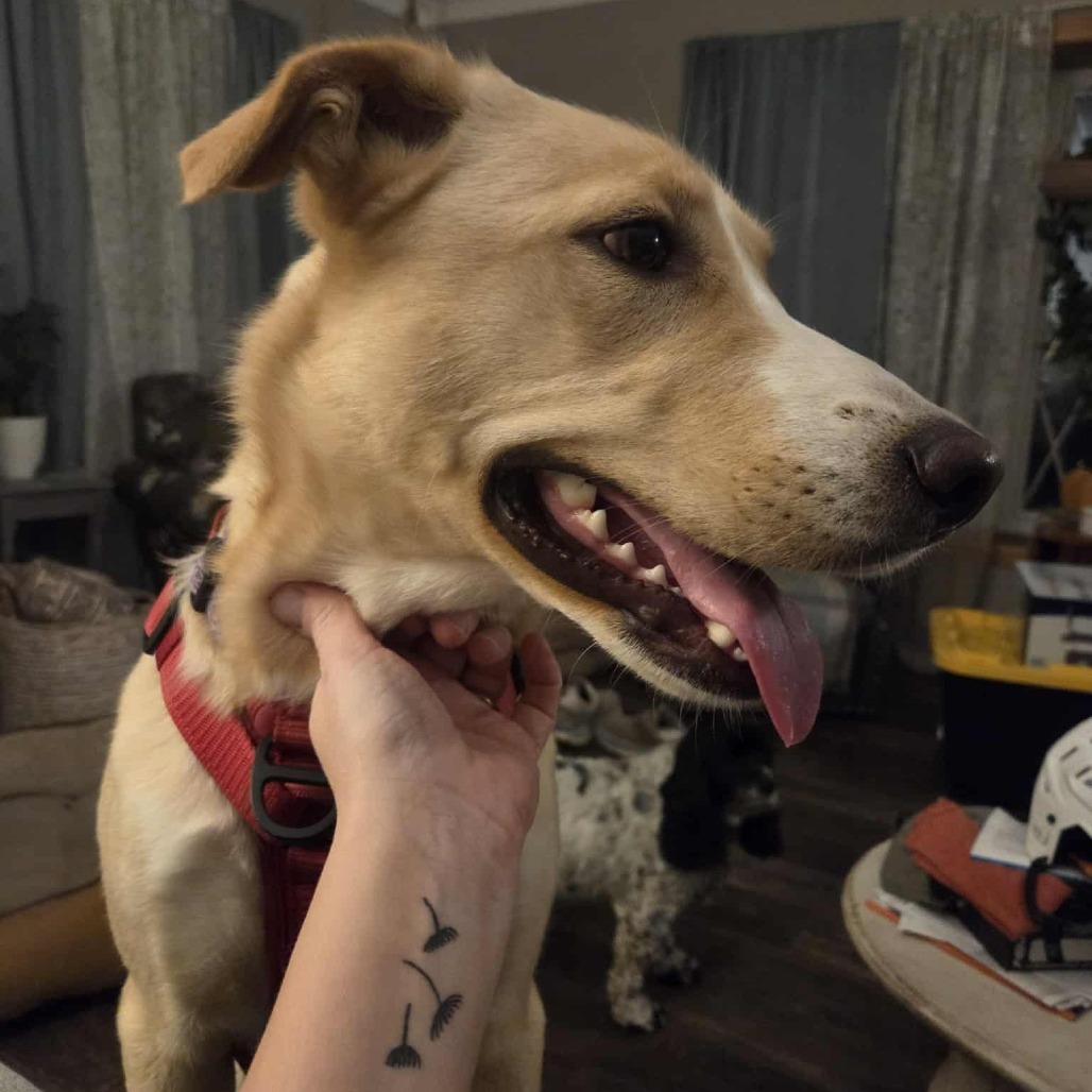 Lucy, an adoptable Cattle Dog, Yellow Labrador Retriever in Cloquet, MN, 55720 | Photo Image 4