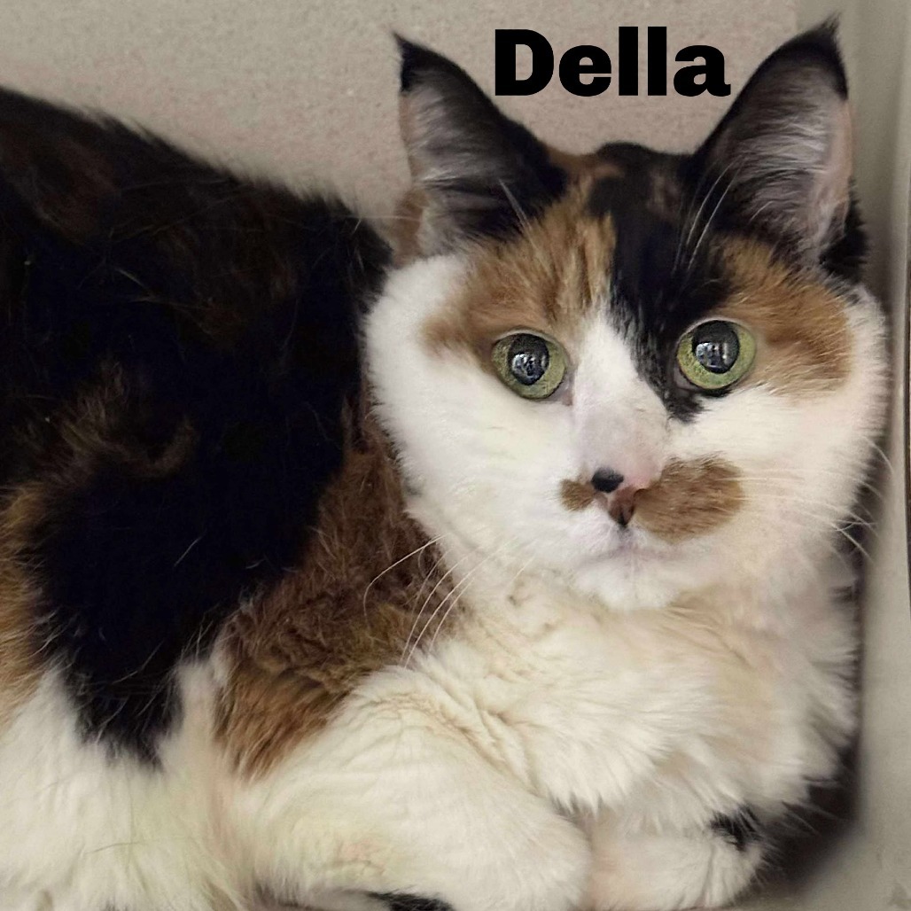 Della 250724, an adoptable Domestic Short Hair in Escanaba, MI, 49829 | Photo Image 1