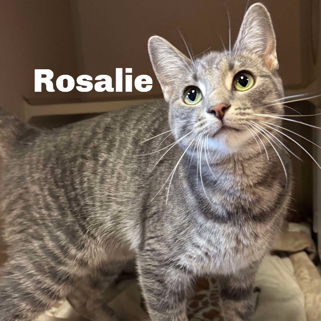 Rosalie 250729, an adoptable Domestic Short Hair in Escanaba, MI, 49829 | Photo Image 1