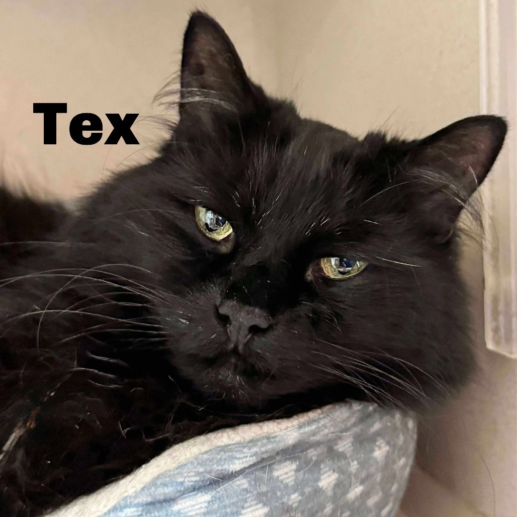 Tex 250723, an adoptable Domestic Long Hair in Escanaba, MI, 49829 | Photo Image 1