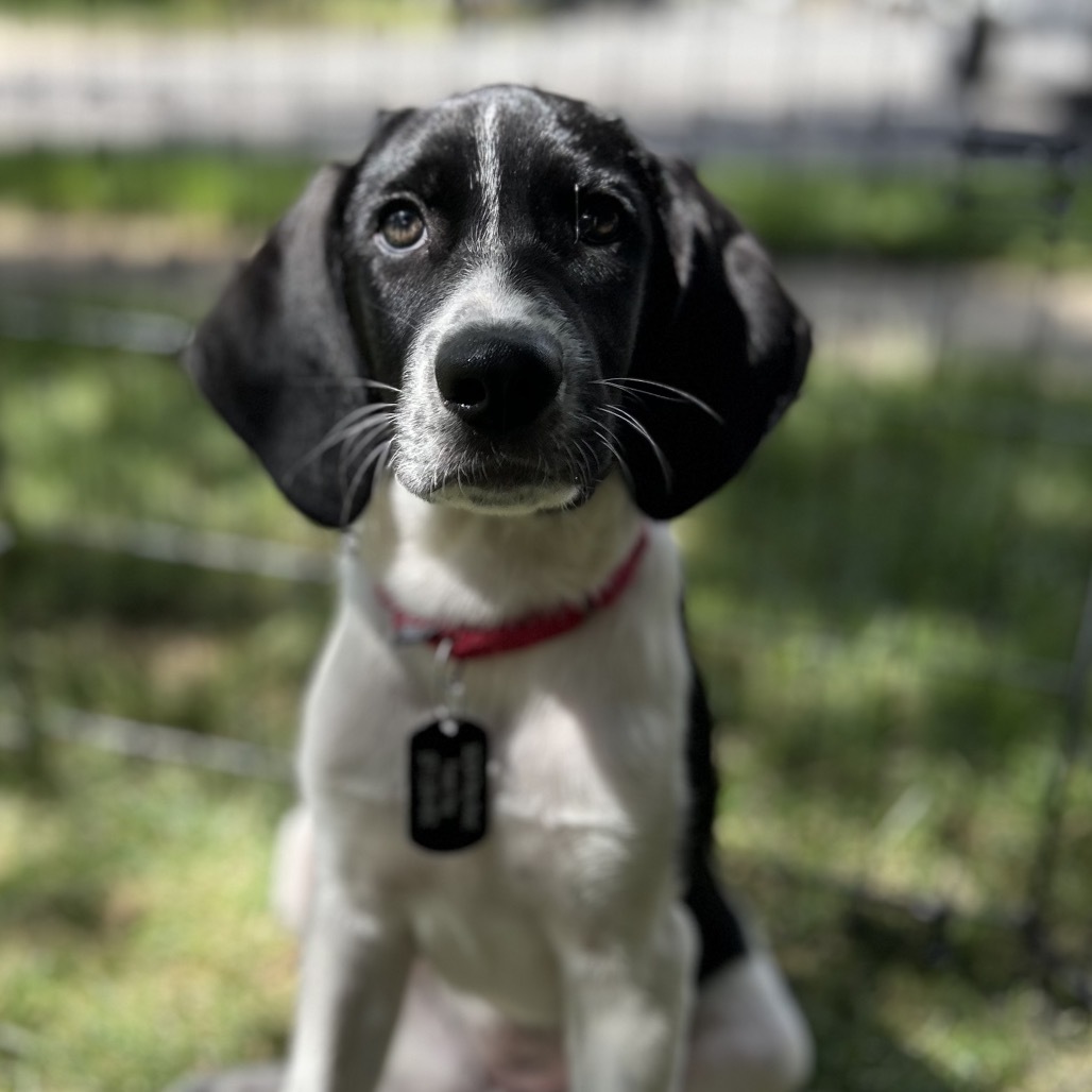 Lola