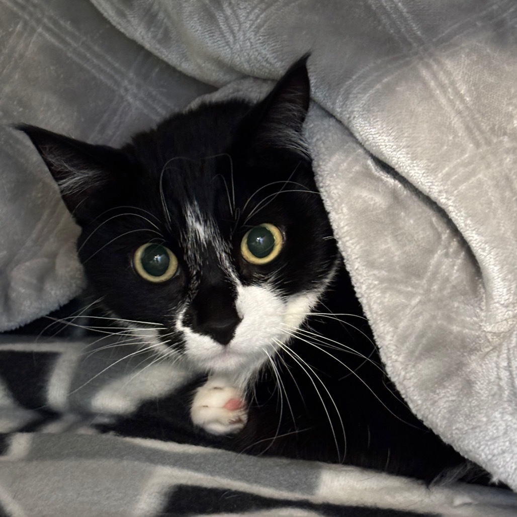 Oreo