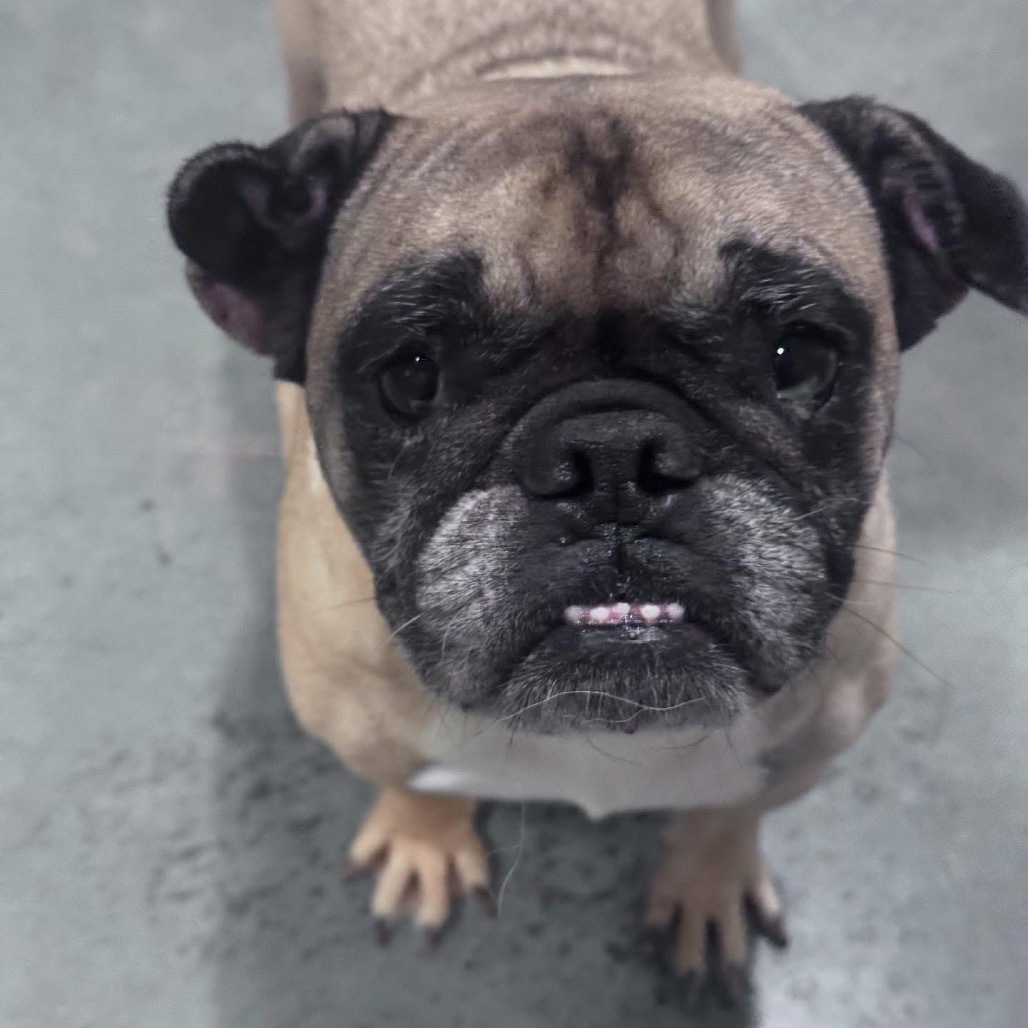 Baroness Beatrice Von Smooshface