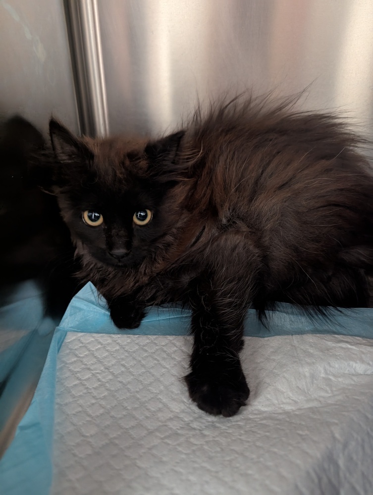 Juniper, an adoptable Domestic Long Hair in Salmon, ID, 83467 | Photo Image 1