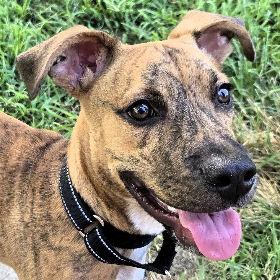 Titus