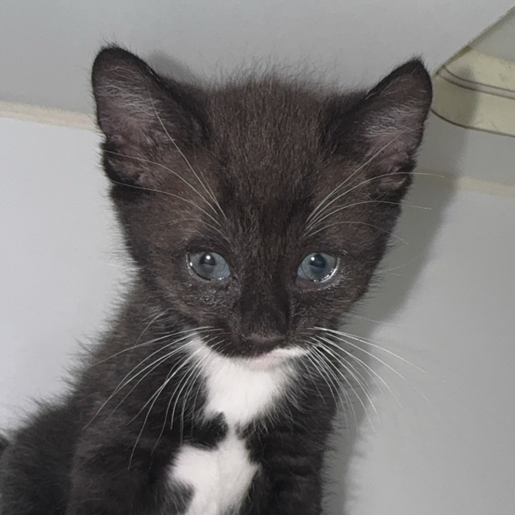 Capricorn "Capri"/A1040179