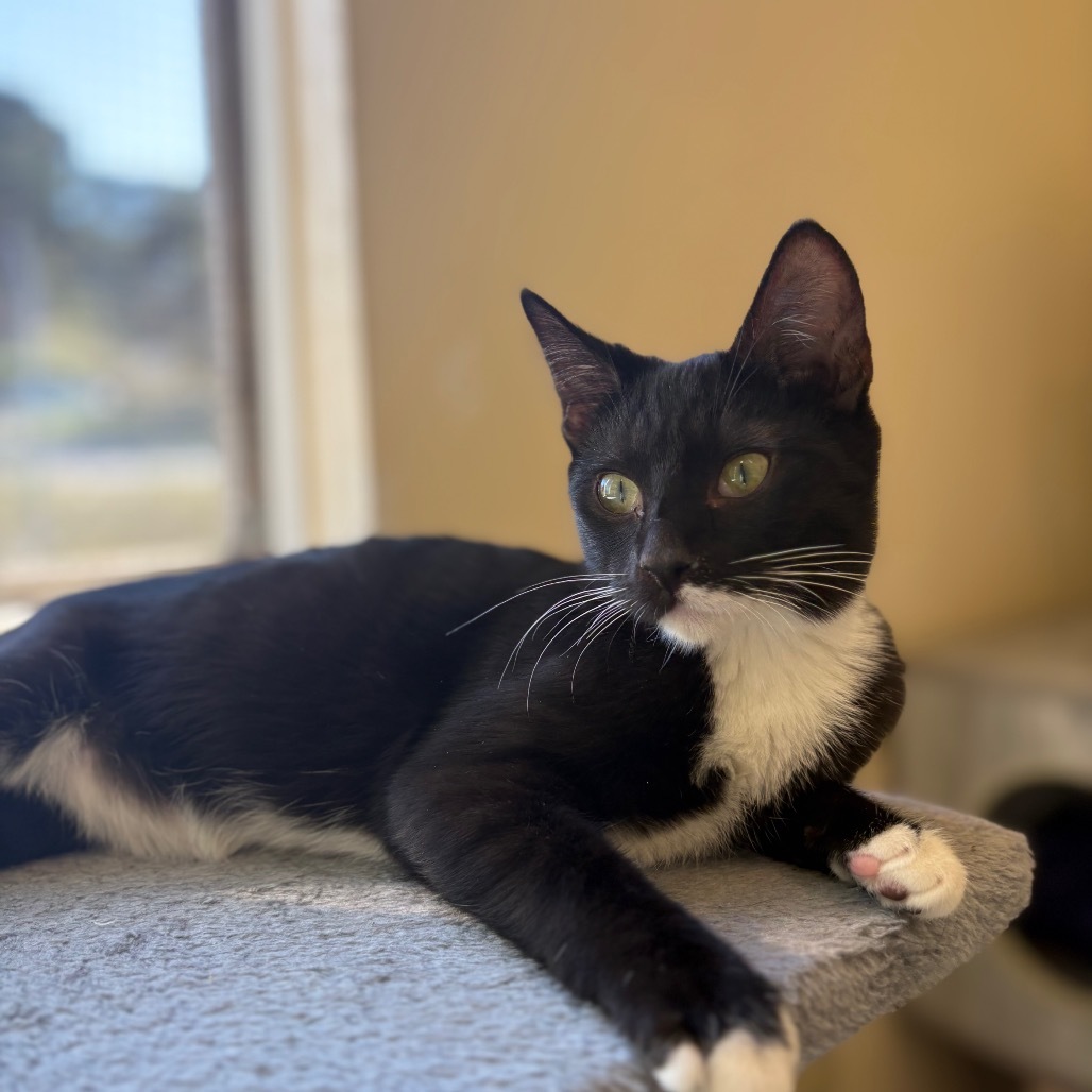 Capricorn "Capri"/A1040179