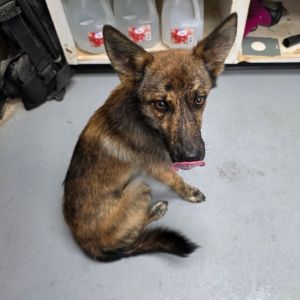 Maverick aka Goose