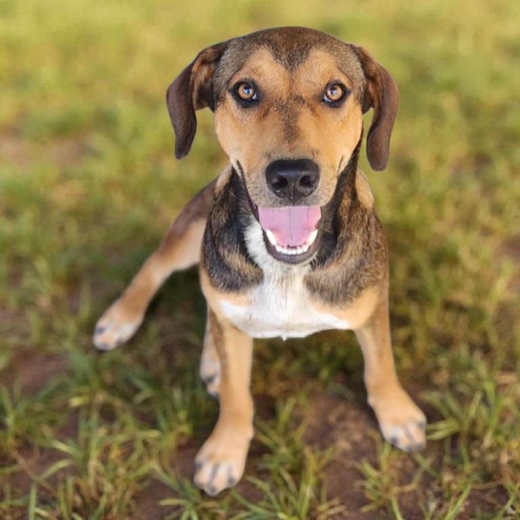 Aubbie