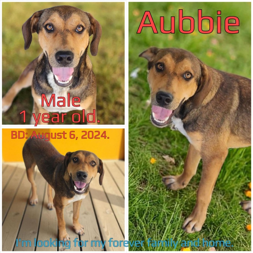 Aubbie