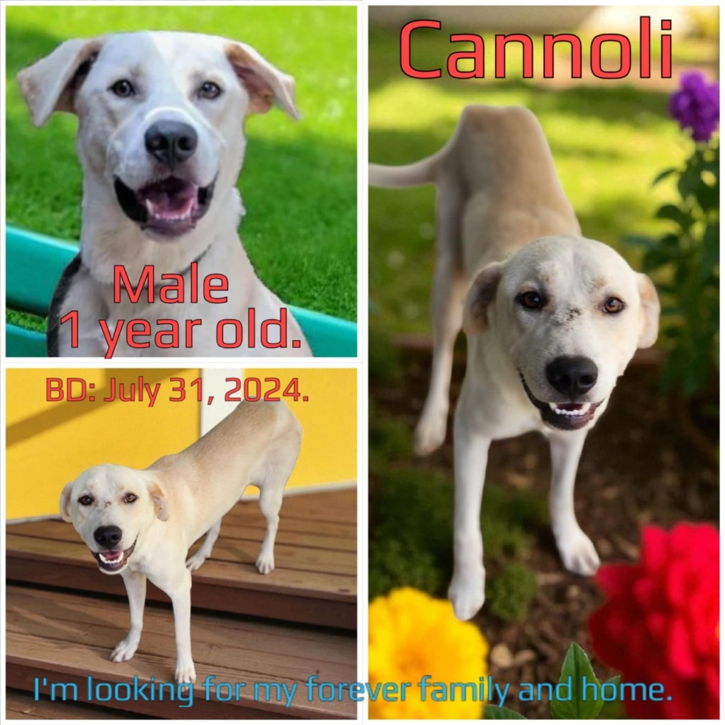Cannoli