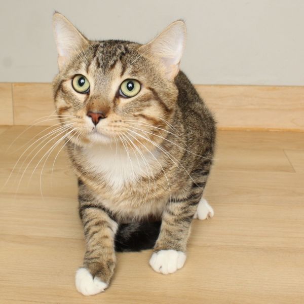 Pepper C66099