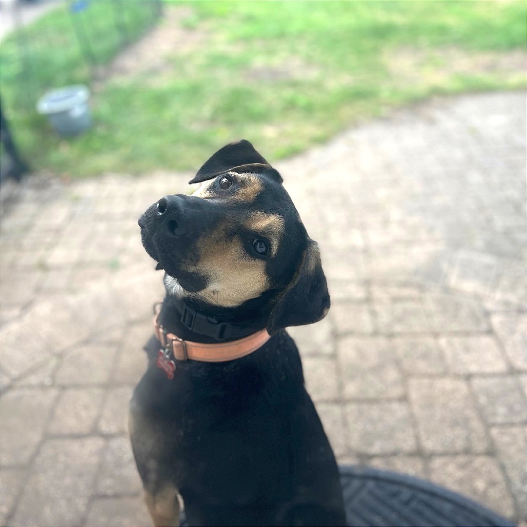 Lou