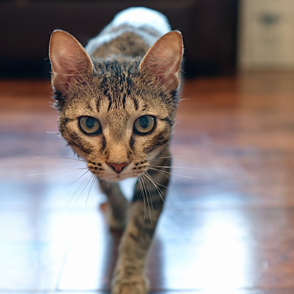 Anna, an adoptable Domestic Short Hair in Calgary, AB, T3C 1W4 | Photo Image 1
