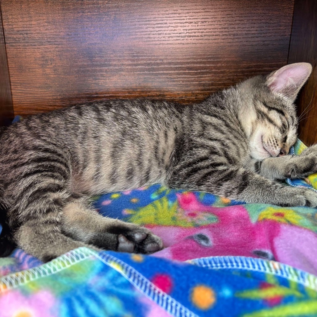 Anna, an adoptable Domestic Short Hair in Calgary, AB, T3C 1W4 | Photo Image 2