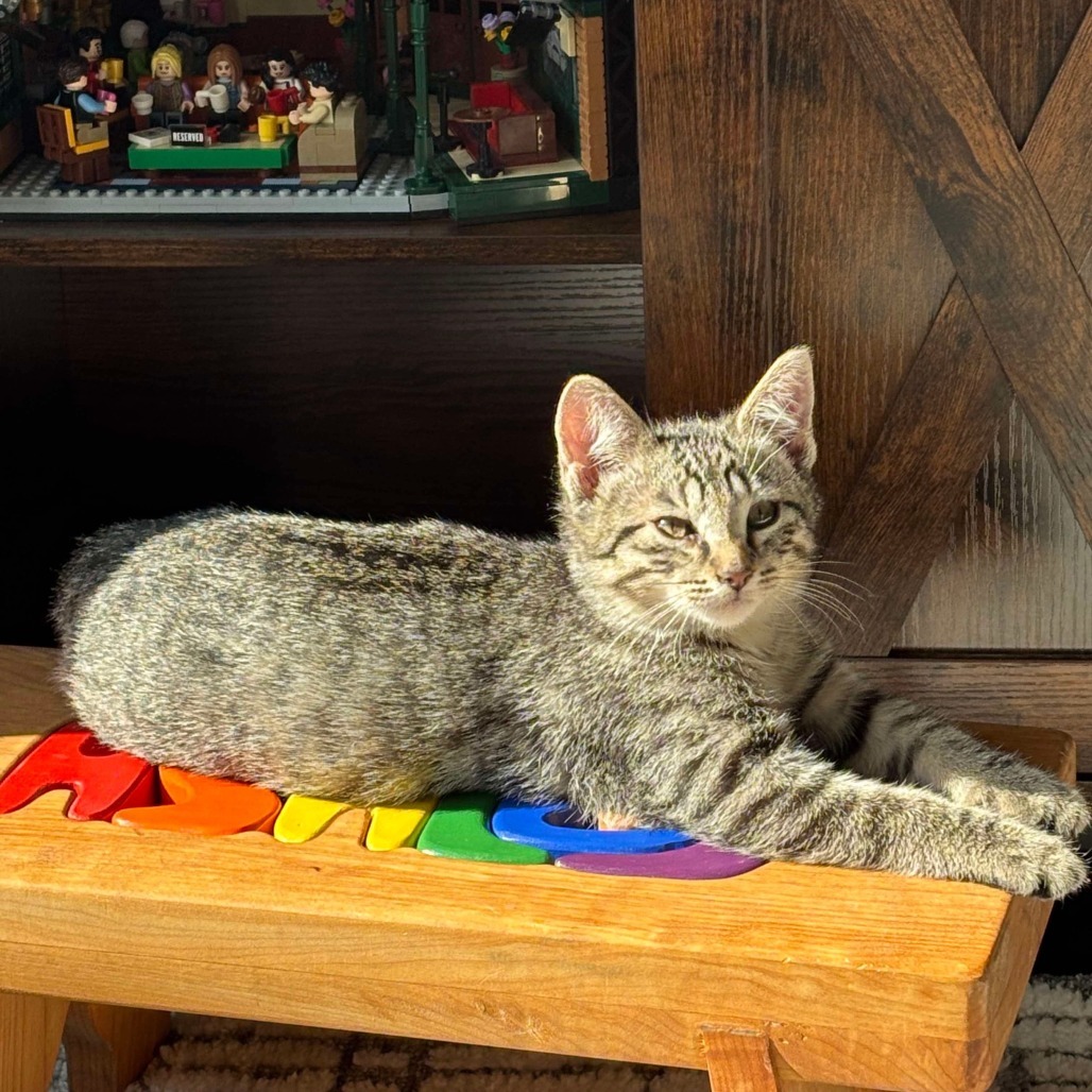 Anna, an adoptable Domestic Short Hair in Calgary, AB, T3C 1W4 | Photo Image 3