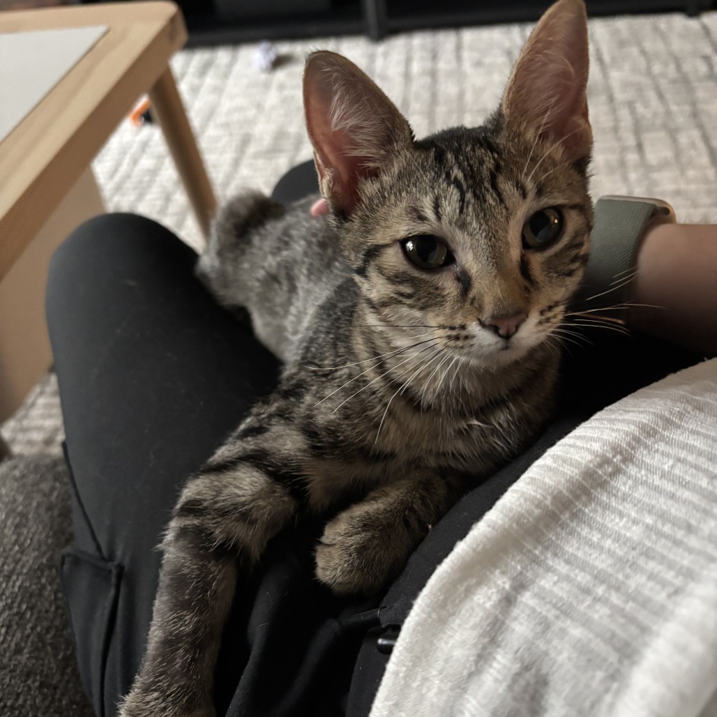 Anna, an adoptable Domestic Short Hair in Calgary, AB, T3C 1W4 | Photo Image 4