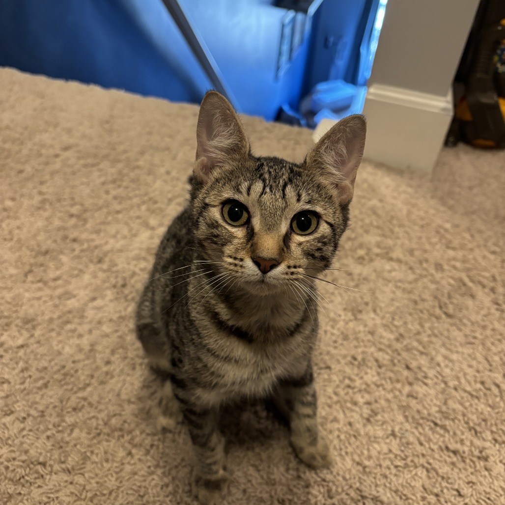 Anna, an adoptable Domestic Short Hair in Calgary, AB, T3C 1W4 | Photo Image 5