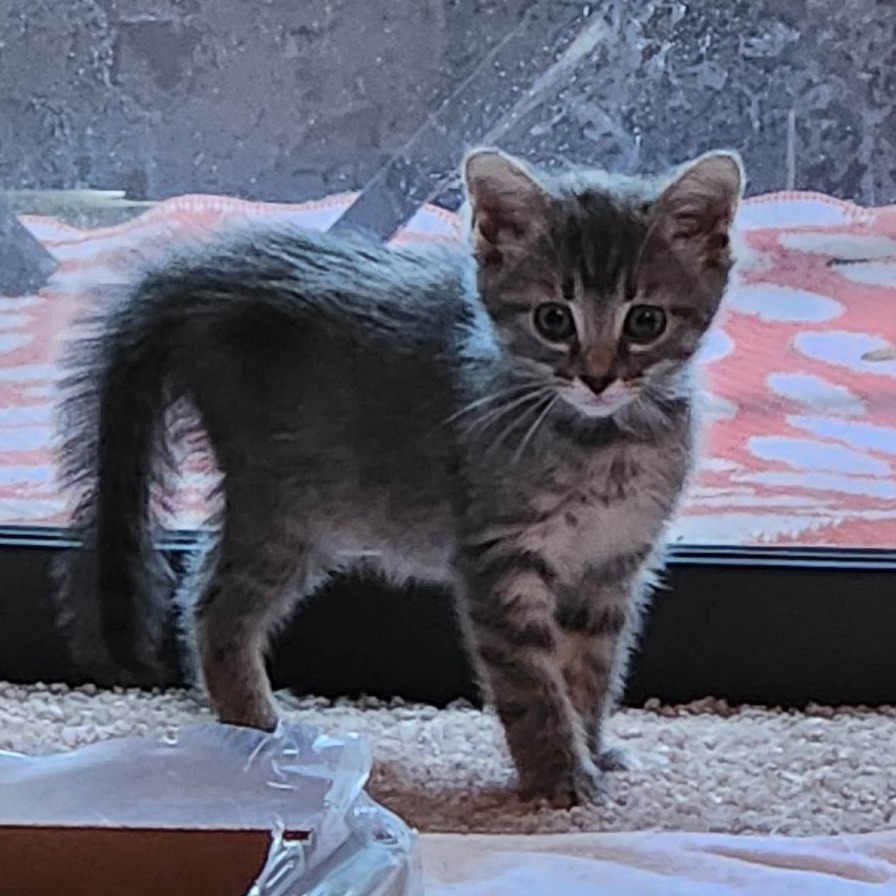 Meredith