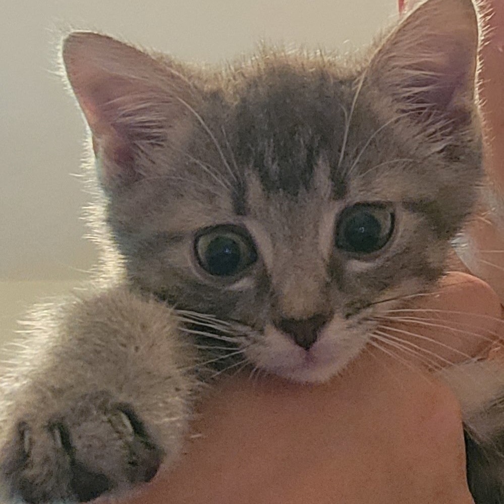 Meredith