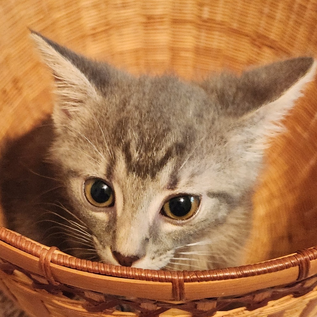 Meredith