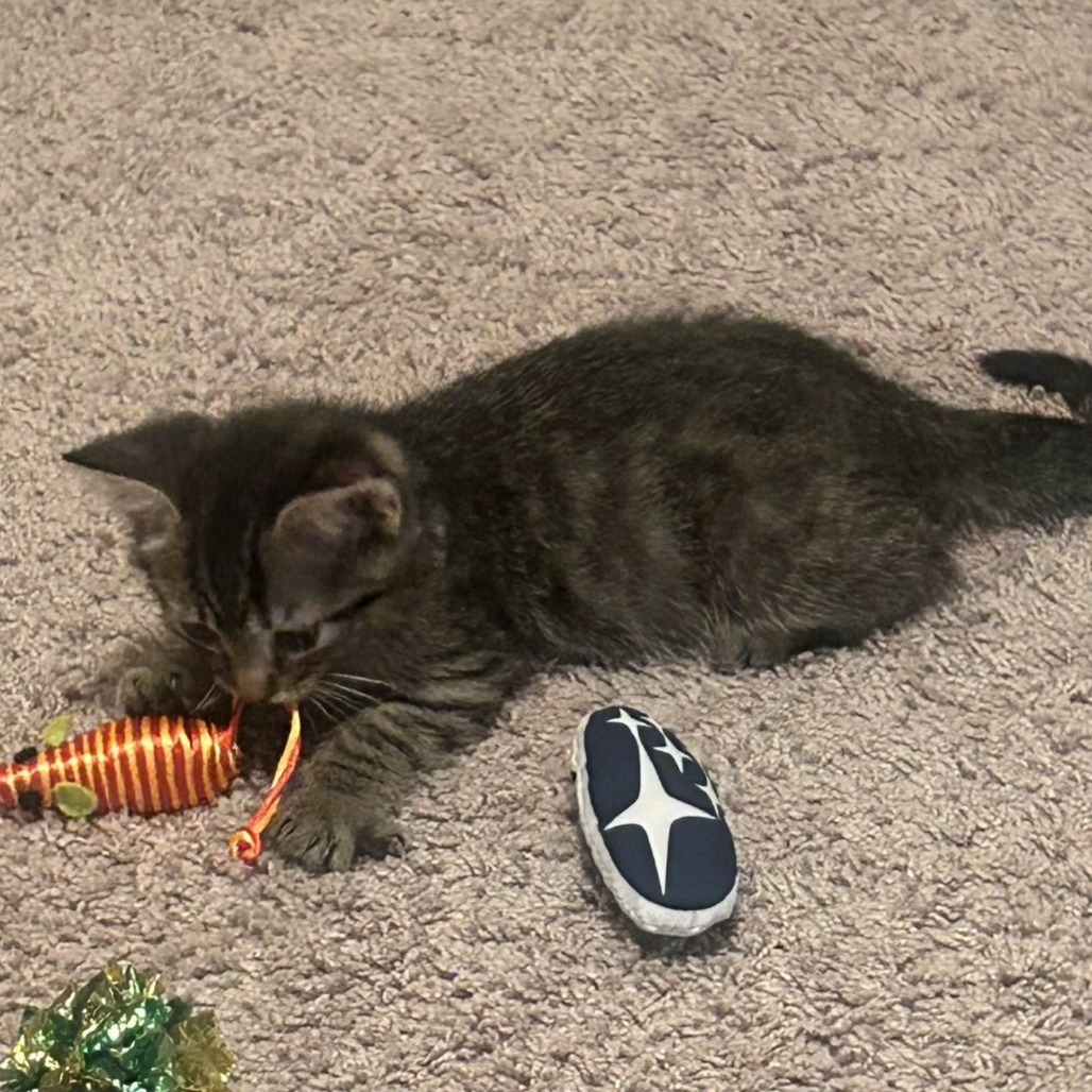 Hunter