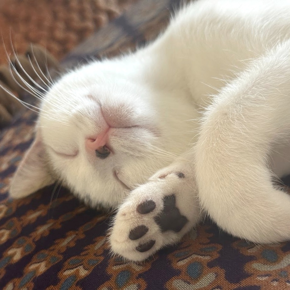 Black Beans