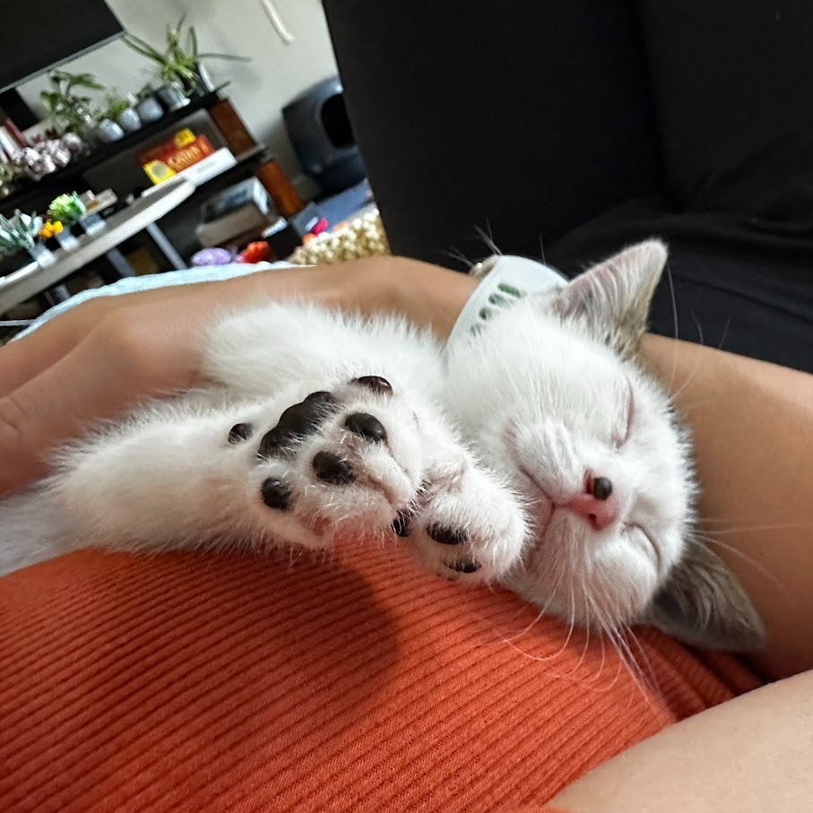 Black Beans