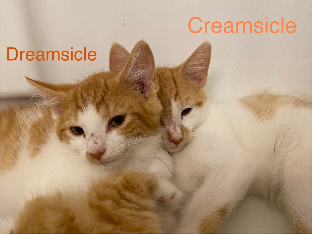 Creamsicle