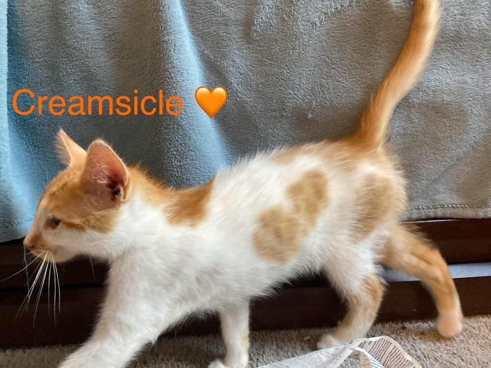 Creamsicle