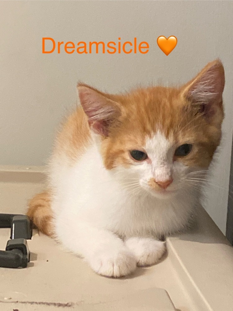 Dreamsicle