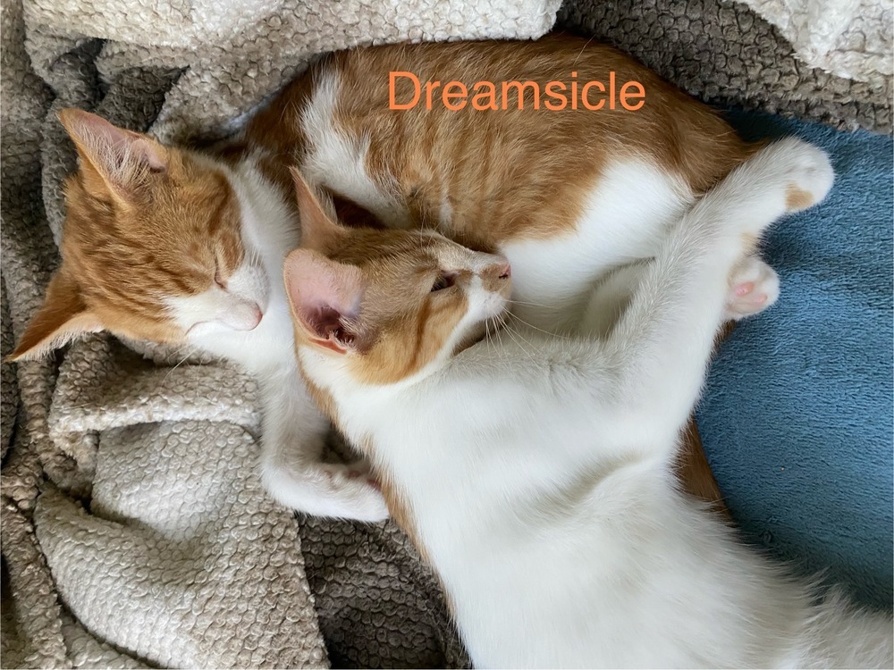 Dreamsicle