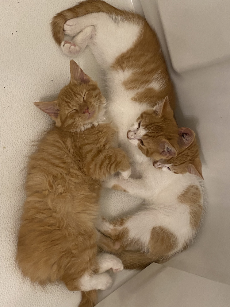 Dreamsicle