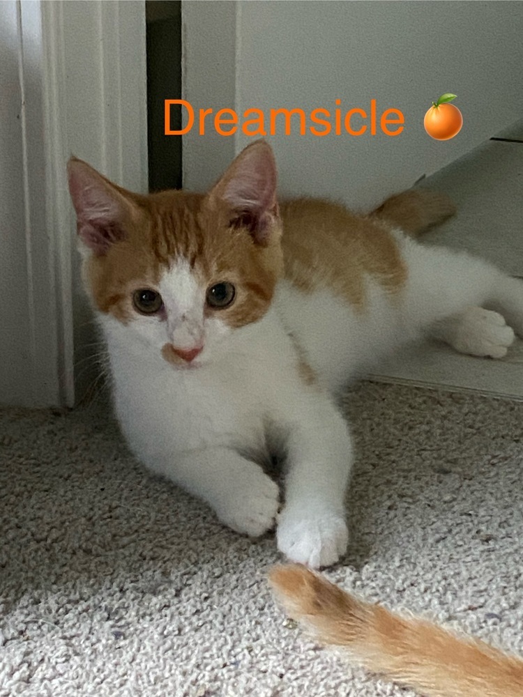 Dreamsicle