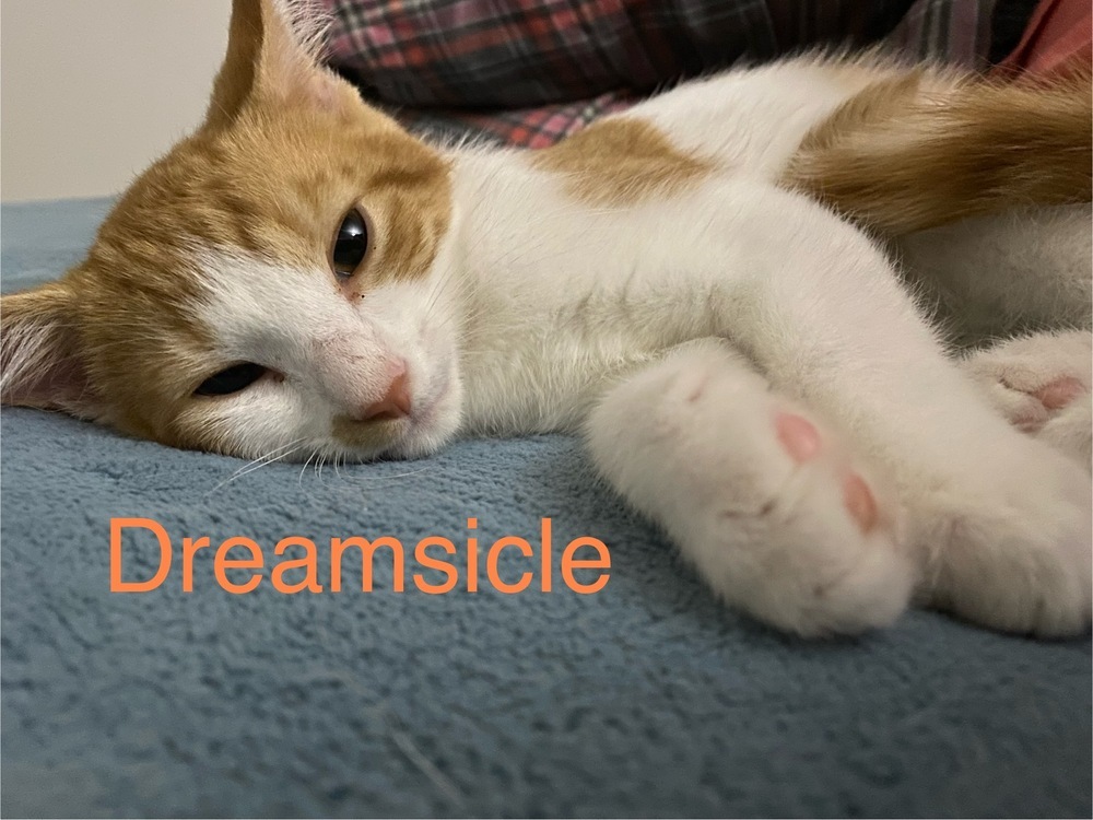 Dreamsicle