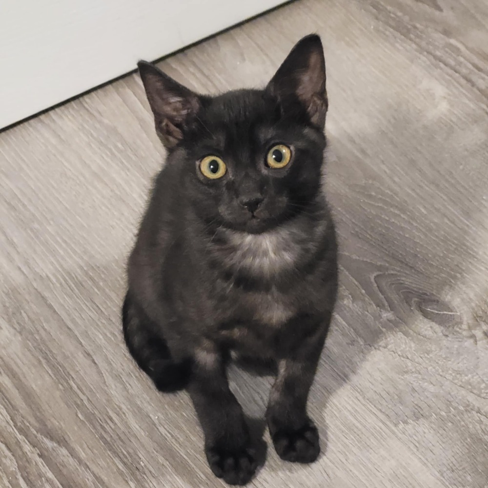 Prism, an adoptable Domestic Short Hair in Sedalia, CO, 80135 | Photo Image 2