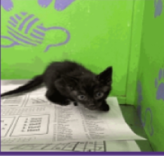 Prism, an adoptable Domestic Short Hair in Sedalia, CO, 80135 | Photo Image 3
