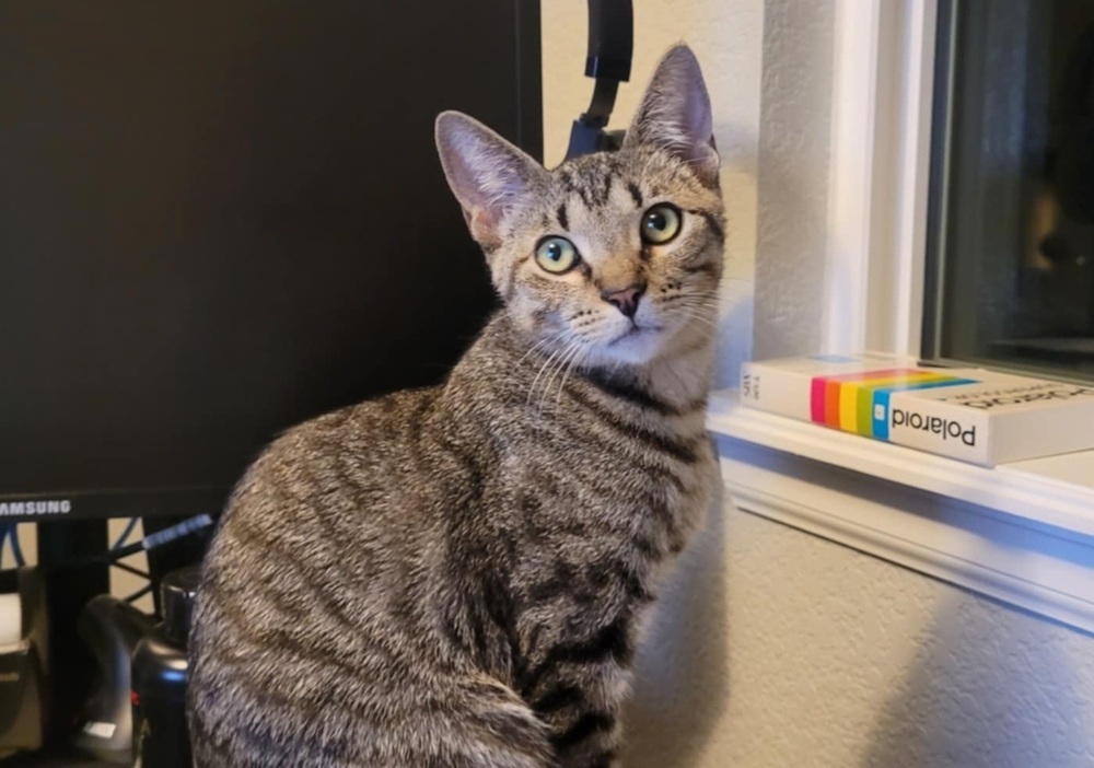 Jessie, an adoptable Domestic Short Hair in Sedalia, CO, 80135 | Photo Image 1