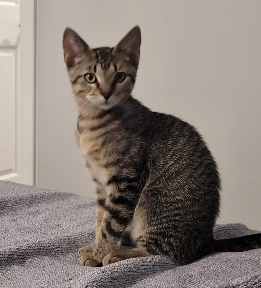 Jessie, an adoptable Domestic Short Hair in Sedalia, CO, 80135 | Photo Image 2