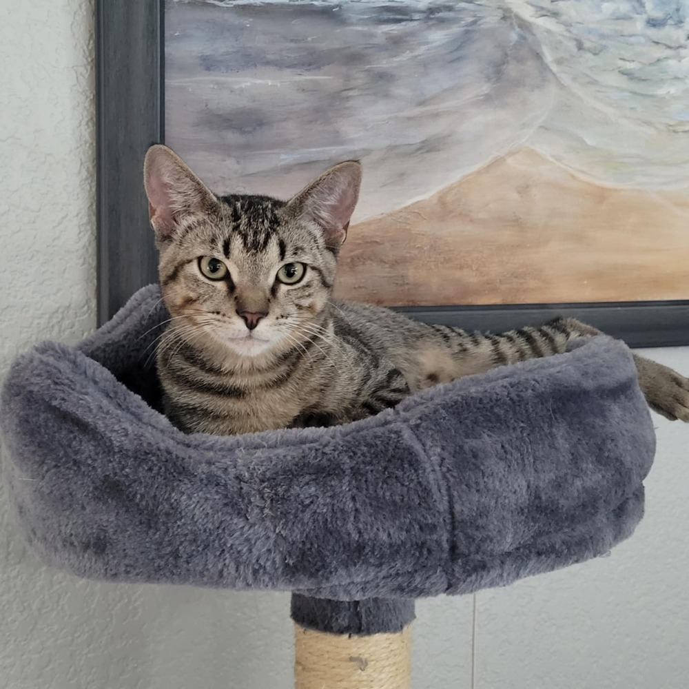 Jessie, an adoptable Domestic Short Hair in Sedalia, CO, 80135 | Photo Image 2