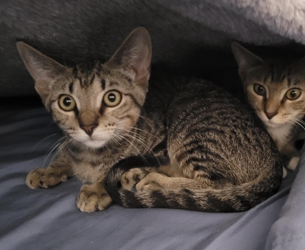 Jessie, an adoptable Domestic Short Hair in Sedalia, CO, 80135 | Photo Image 3