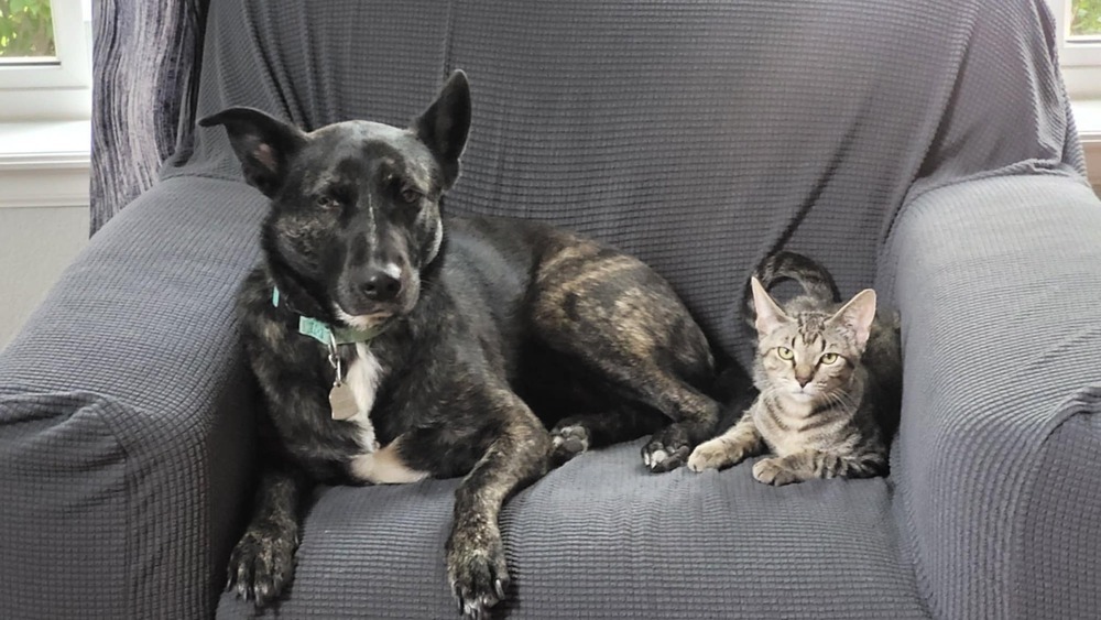 Jessie, an adoptable Domestic Short Hair in Sedalia, CO, 80135 | Photo Image 3