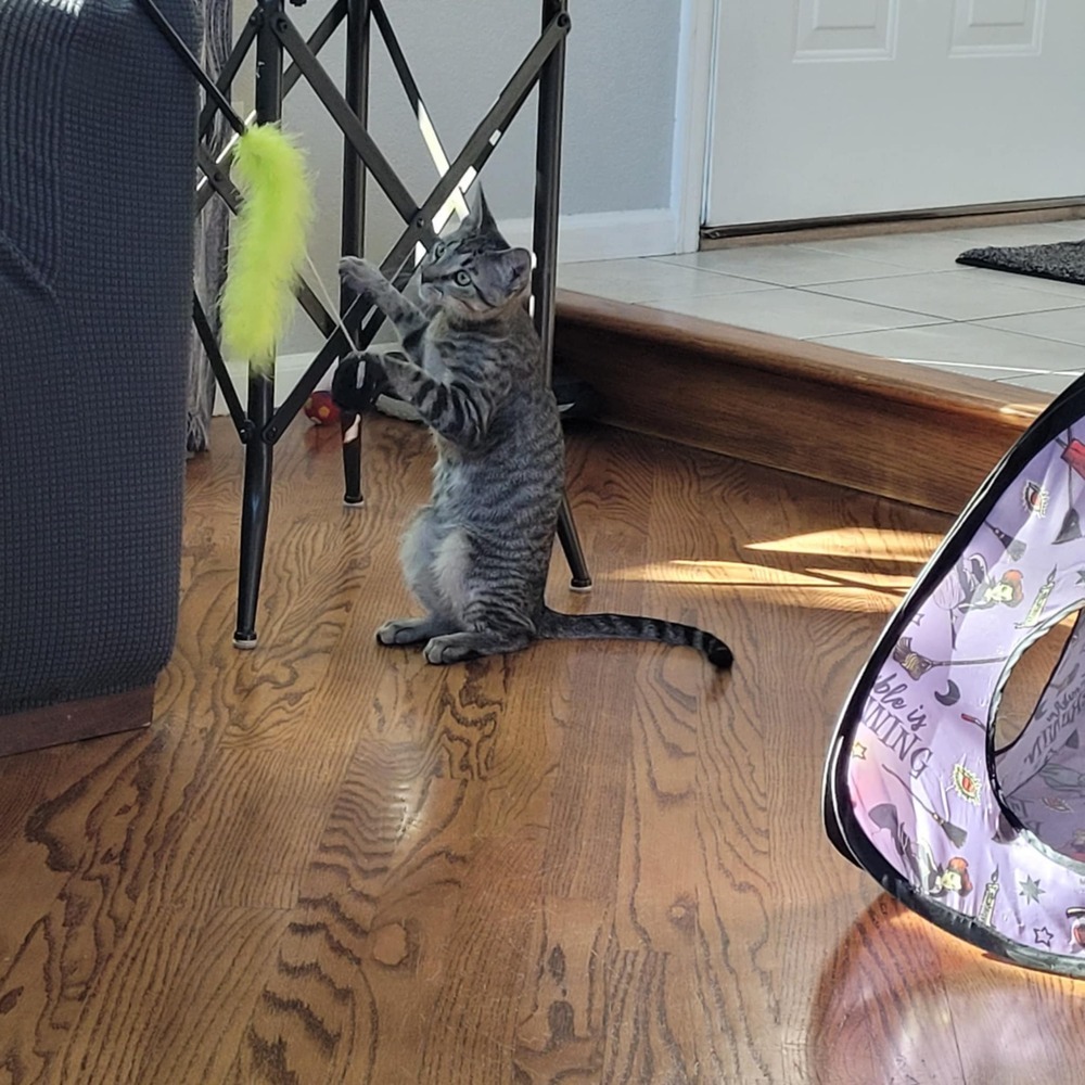 Jessie, an adoptable Domestic Short Hair in Sedalia, CO, 80135 | Photo Image 4