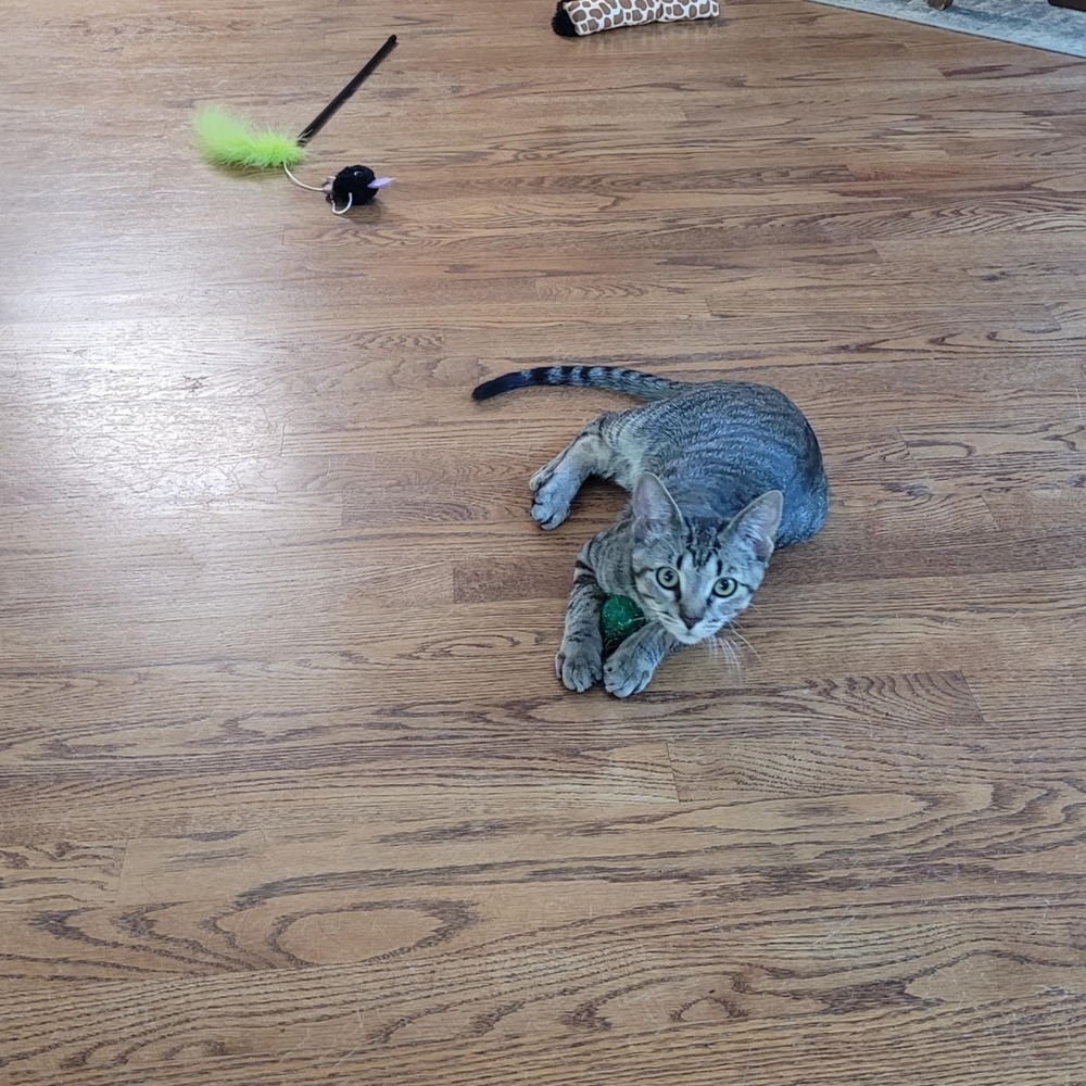 Jessie, an adoptable Domestic Short Hair in Sedalia, CO, 80135 | Photo Image 5