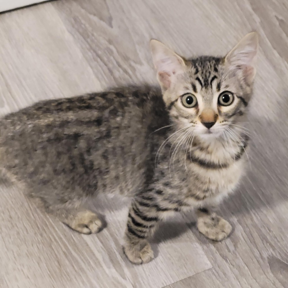 Pixel, an adoptable Domestic Short Hair in Sedalia, CO, 80135 | Photo Image 1
