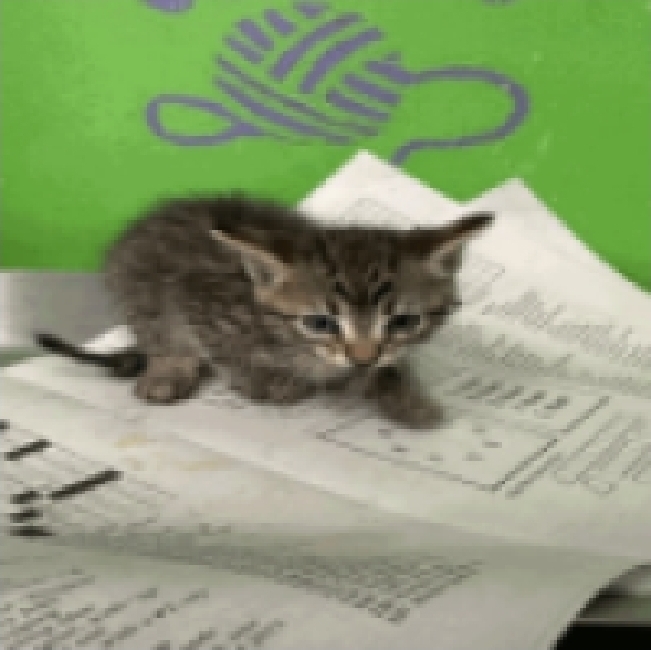 Pixel, an adoptable Domestic Short Hair in Sedalia, CO, 80135 | Photo Image 3