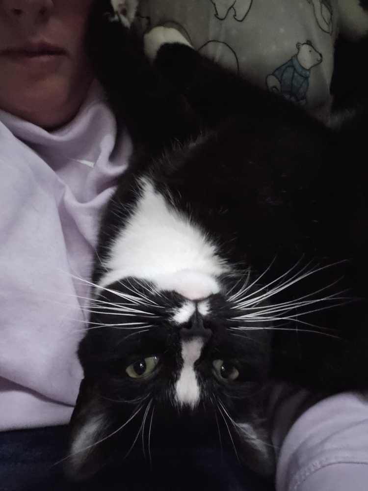 Charlie Girl
