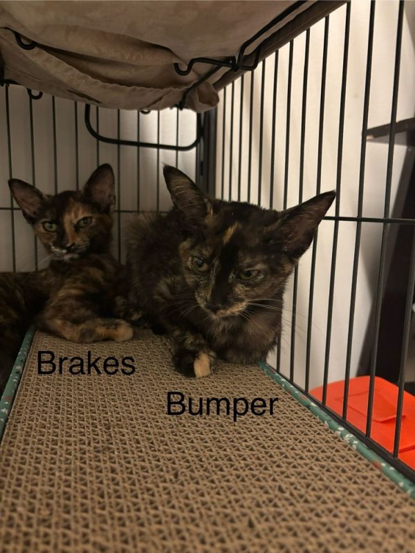 Bumper