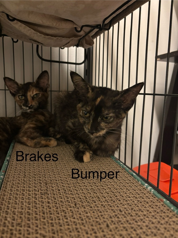 Bumper